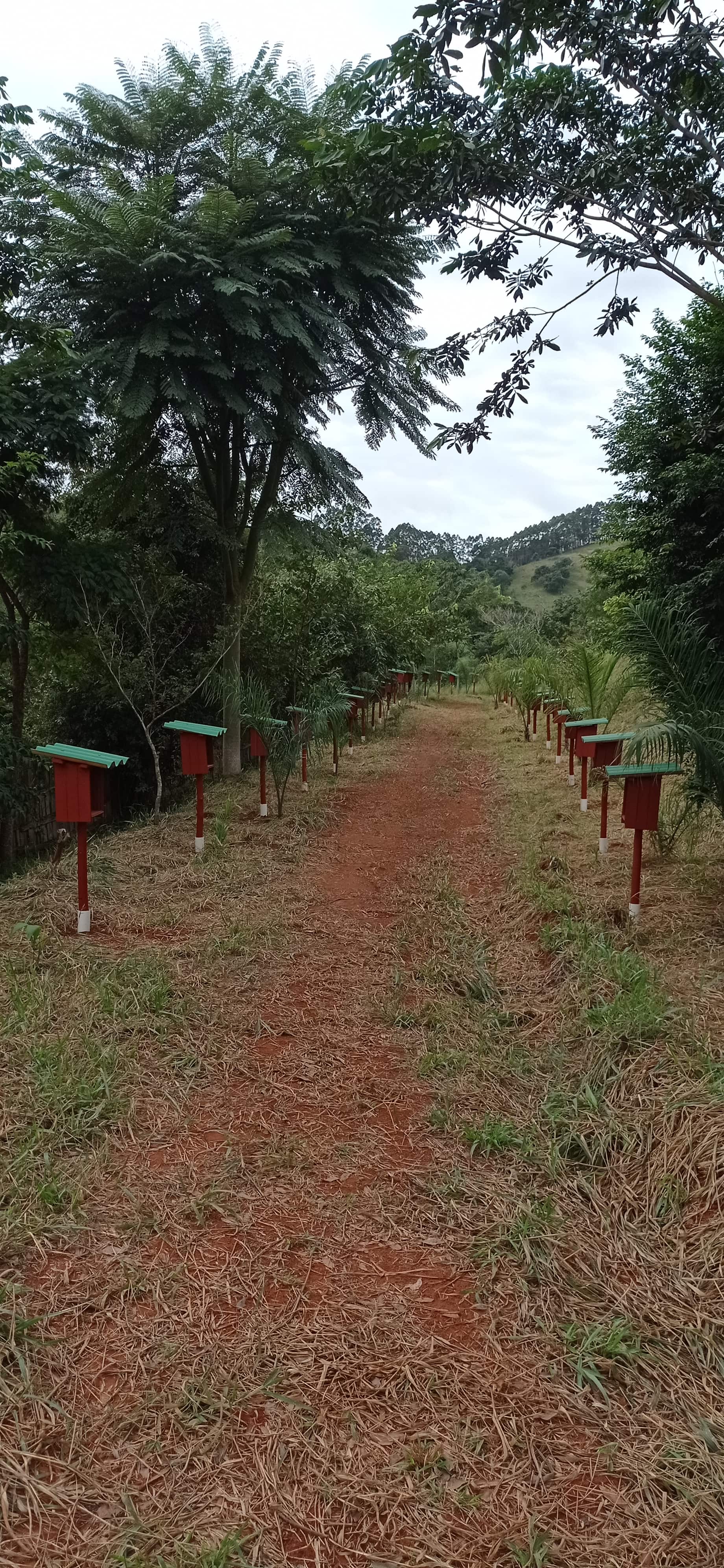 Meliponário Ecopedagógico